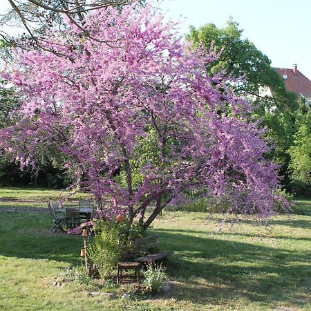 Aux Berges De La Thur Staffelfelden Exteriör bild