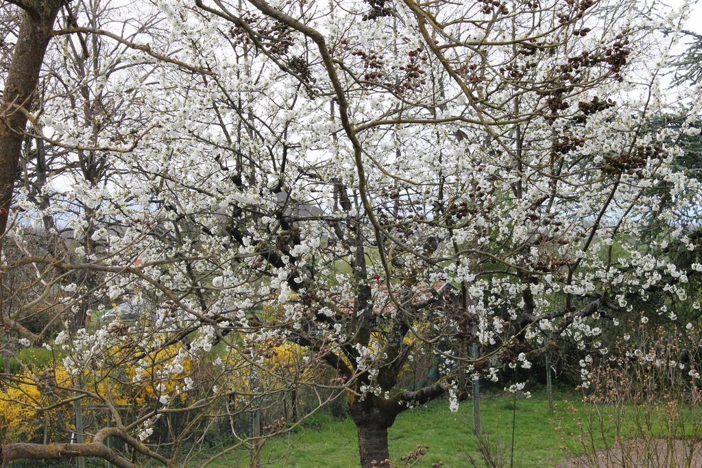 Aux Berges De La Thur Staffelfelden Exteriör bild