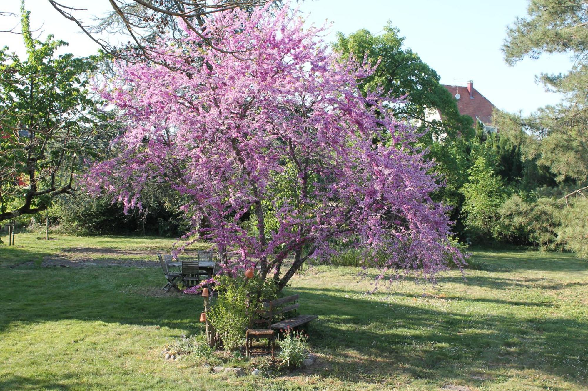 Aux Berges De La Thur Staffelfelden Exteriör bild